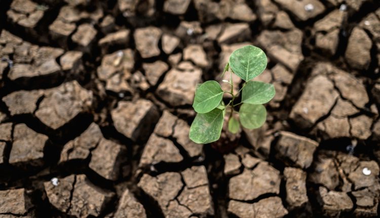 Pequena planta verde crescendo em solo seco e rachado, simbolizando resiliência