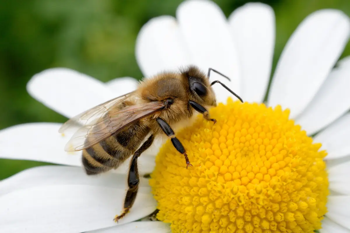 Abelha pousada em uma flor coletando néctar e pólen.