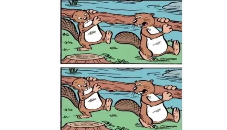 Desafio lógico com desenho de dois castores com tronco de árvore, usado para jogo dos erros