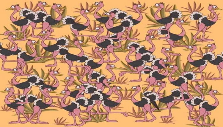 Desafio lógico com vários avestruzes cor-de-rosa e um guarda-chuva camuflado entre eles.