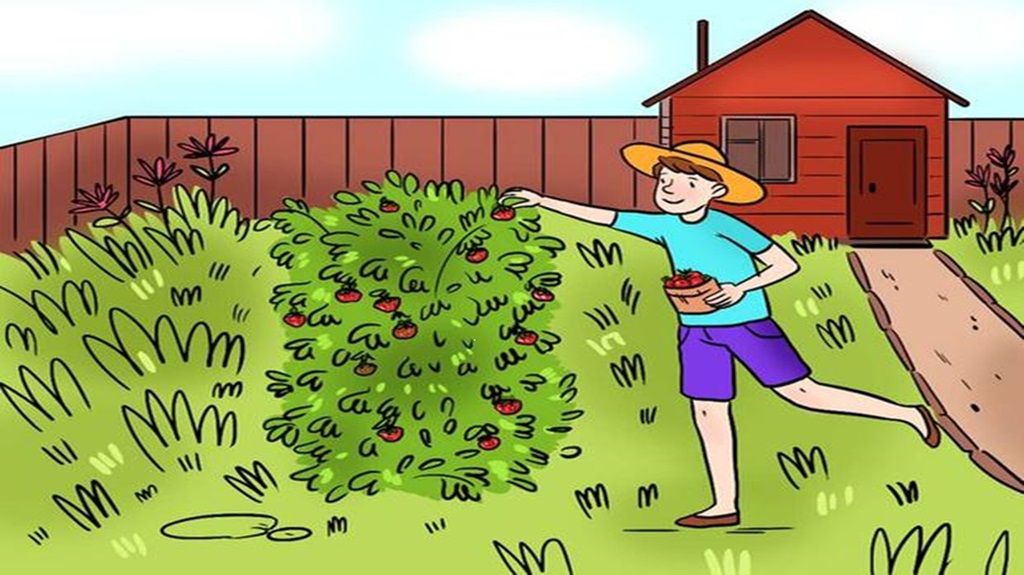 Desafio lógico com uma ilustração colorida de uma pessoa colhendo frutas vermelhas em um jardim ao lado de uma casa vermelha.