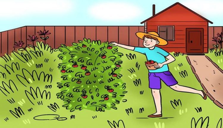 Desafio lógico com uma ilustração colorida de uma pessoa colhendo frutas vermelhas em um jardim ao lado de uma casa vermelha.