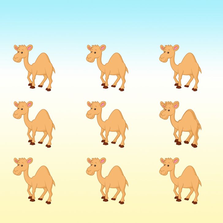 desafio visual descubra quantos camelos tem na imagem Desafio visual -Descubra quantos camelos tem na imagem. Fonte: Jagran Josh.