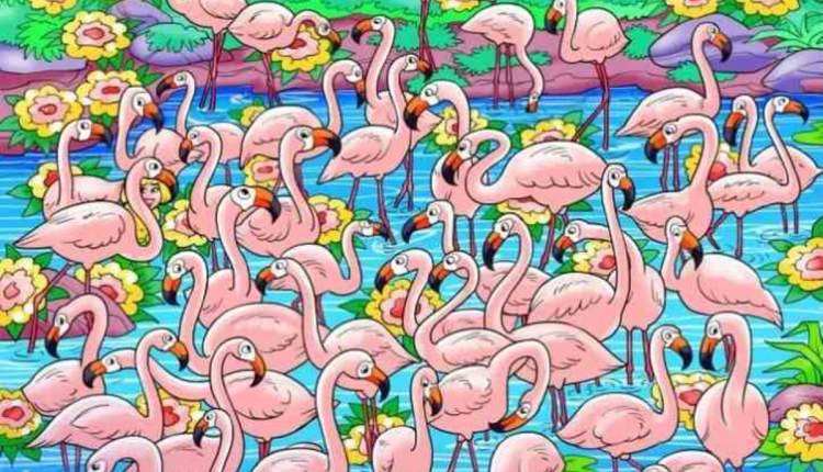 Desafio visual -Encontre a garota entre os flamingos. Fonte: Jagran Josh.