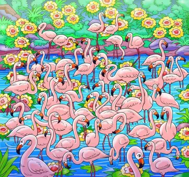desafio visual encontre a garota entre os flamingos Desafio visual -Encontre a garota entre os flamingos. Fonte: Jagran Josh.