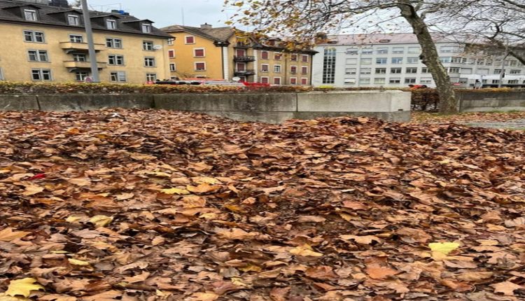 Desafio visual com um cachorro escondido entre folhas secas de outono em área urbana com prédios ao fundo.