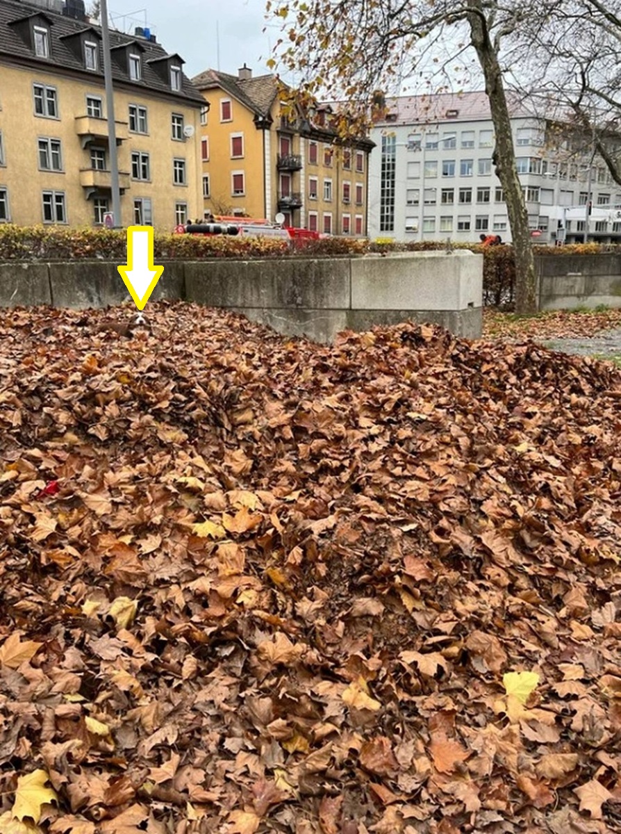 Solução do desafio visual com um cachorro escondido entre folhas secas de outono em área urbana com prédios ao fundo.