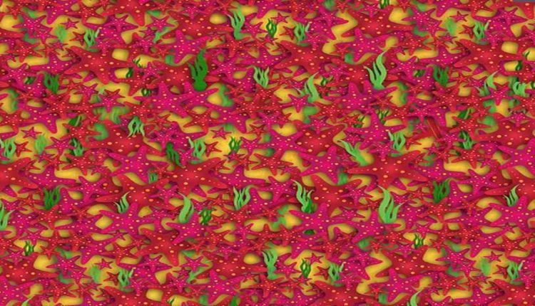Desafio visual colorido com várias estrelas-do-mar em tons de vermelho e rosa, intercaladas com algas verdes sobre fundo amarelo.