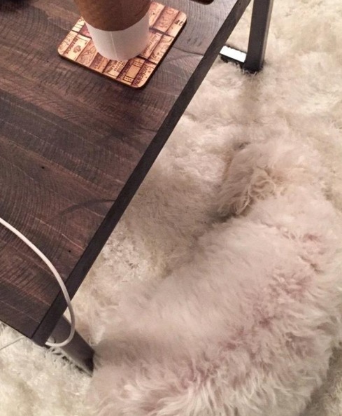 Desafio visual: há um cachorro bem disfarçado aqui — teste sua atenção aos detalhes! Cachorro branco camuflado em carpete peludo ao lado de uma mesa de madeira.