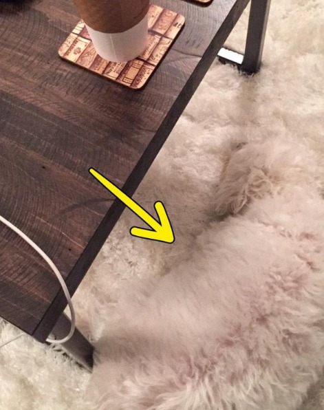 Solução do desafio visual com um cachorro branco camuflado em carpete peludo ao lado de uma mesa de madeira.