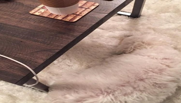 Desafio visual com um cachorro branco camuflado em carpete peludo ao lado de uma mesa de madeira.