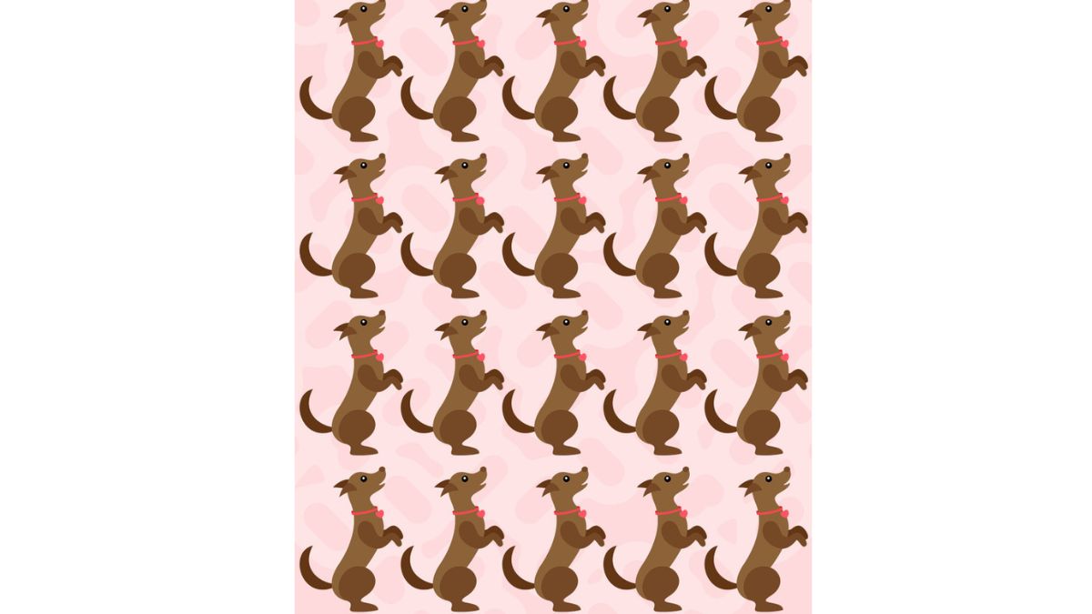 xr:d:DAFdvTWcM:,j:,t: Desafio visual: encontre o cão diferente na imagem. Fonte: Jagran Josh.