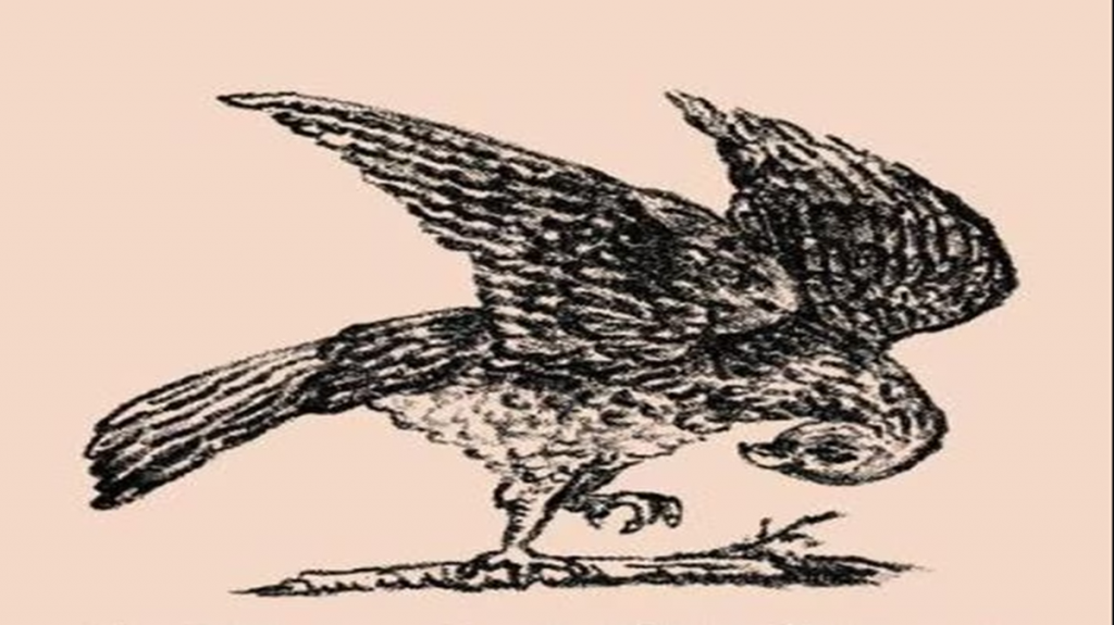 Desafio visual de um desenho em preto e branco de um pássaro com as asas abertas e a cabeça curvada para baixo.