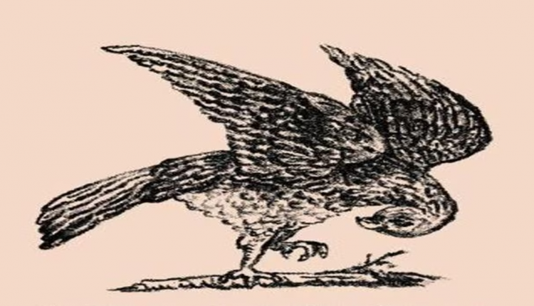 Teste de QI com um desenho em preto e branco de um pássaro com as asas abertas e a cabeça curvada para baixo.