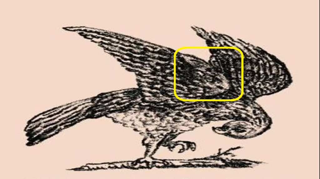 Teste de QI com um desenho em preto e branco de um pássaro com as asas abertas e a cabeça curvada para baixo.