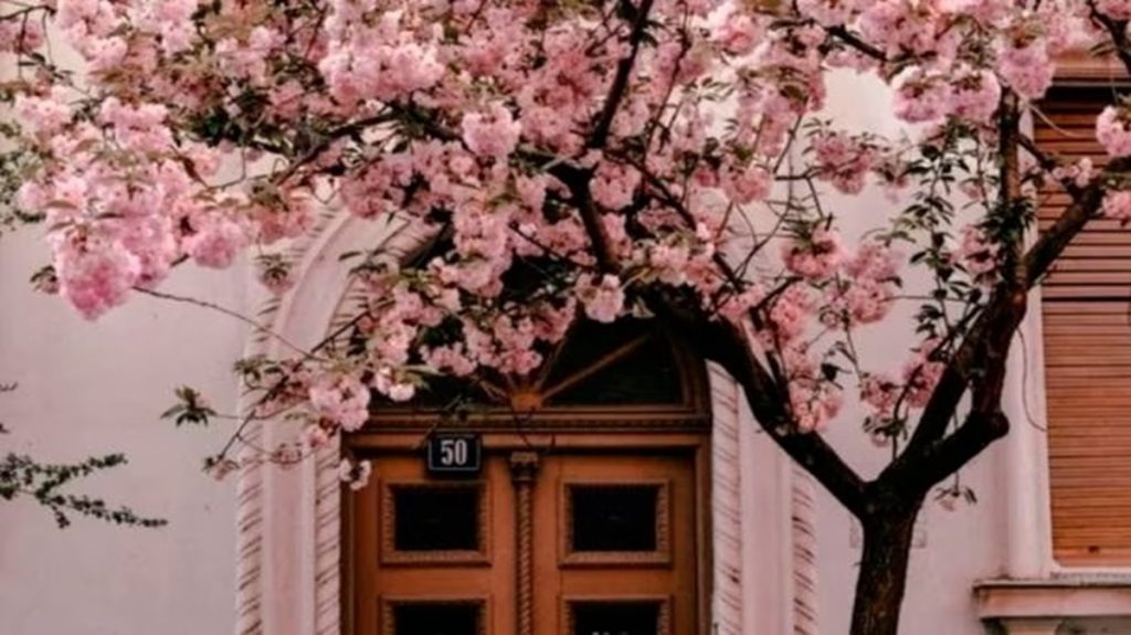 Fachada com porta marrom e árvore florada em frente, escondendo um gato camuflado