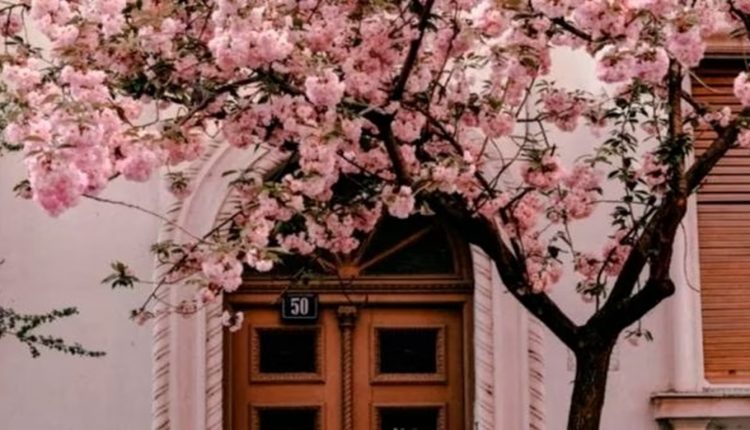 Desafio visual uma fachada com porta marrom e árvore florada em frente, escondendo um gato camuflado