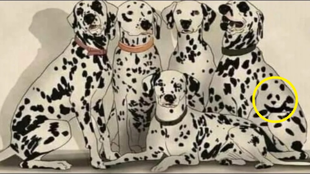 Imagem com vários cães da raça dálmata, com um deles se disfarçando de panda.
