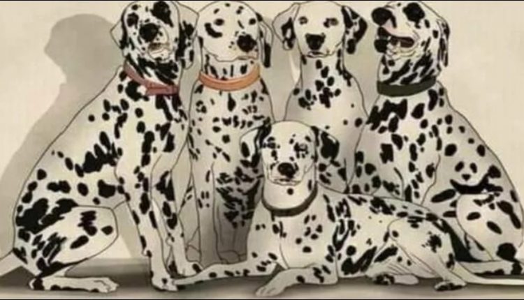 Desafio visual com vários cães da raça dálmata, com um deles se disfarçando de panda.