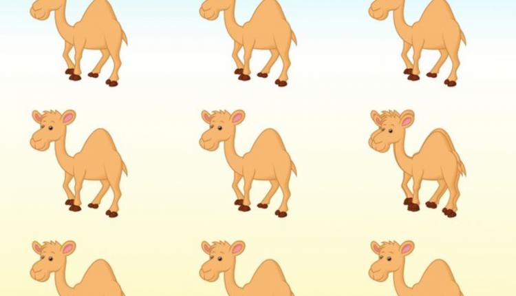 Desafio visual -Descubra quantos camelos tem na imagem. Fonte: Jagran Josh.