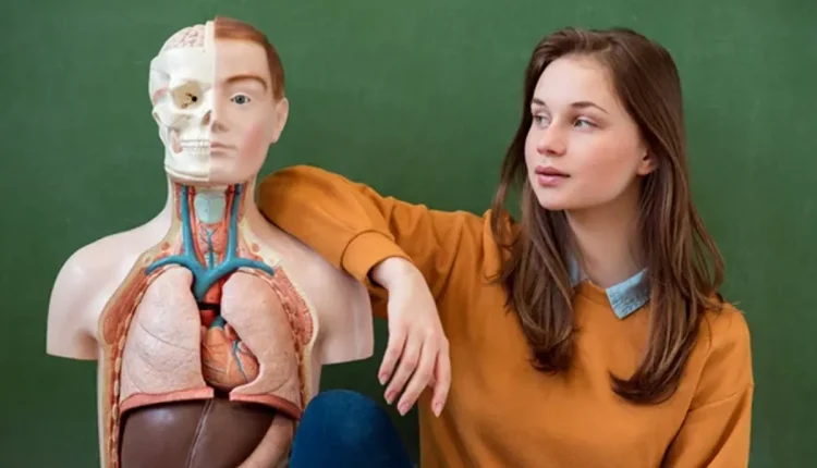 Modelo anatômico com metade do rosto mostrando músculos e ossos, ao lado de uma jovem olhando para ele, representando curiosidades do corpo humano