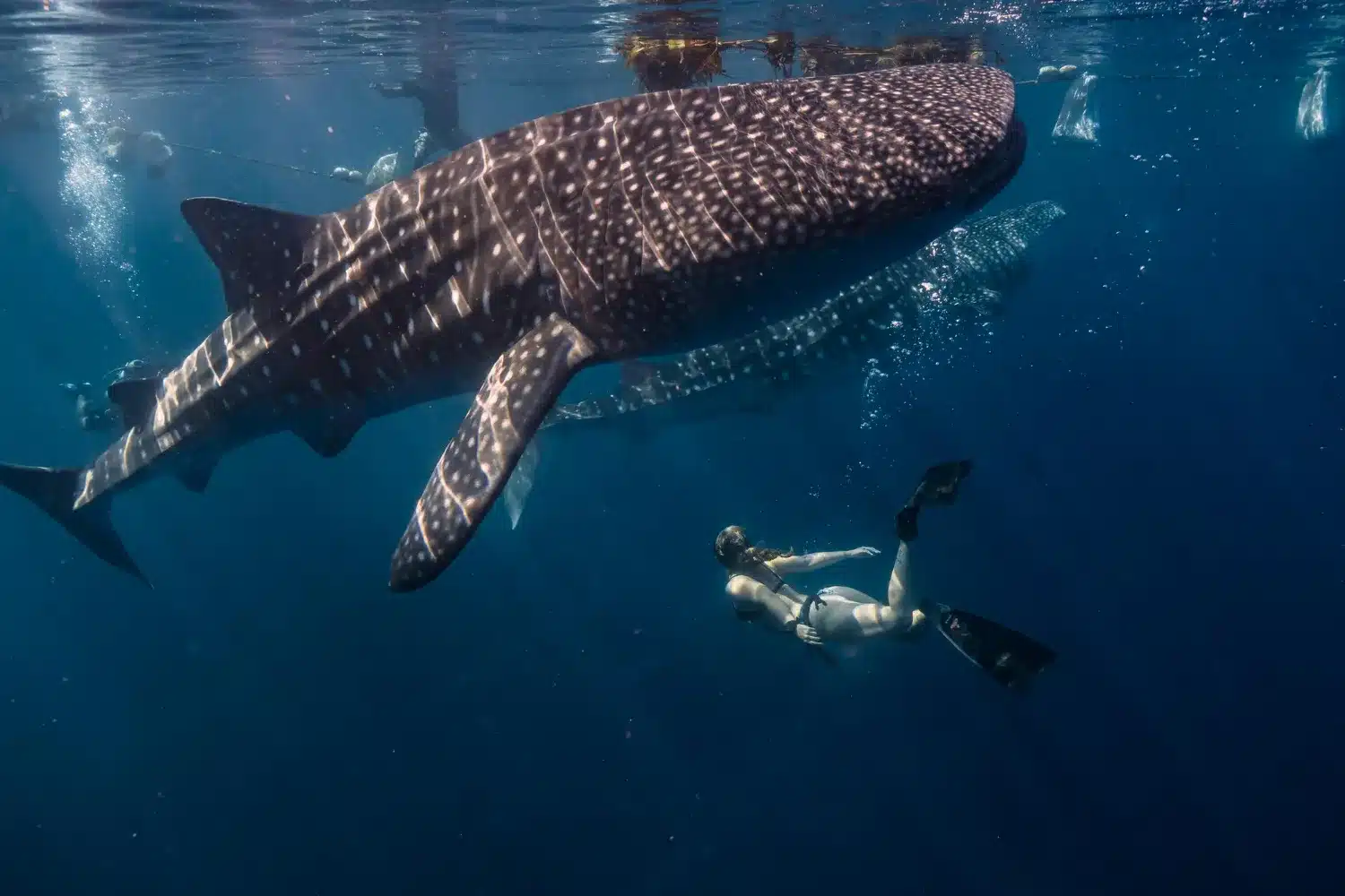 Mergulhadora nada ao lado de tubarão-baleia em mar aberto.