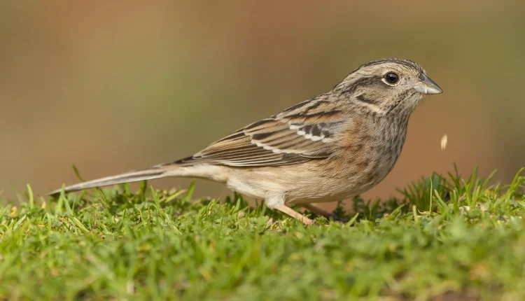 Pardal em ambiente natural, explorando o gramado à procura de alimentos.