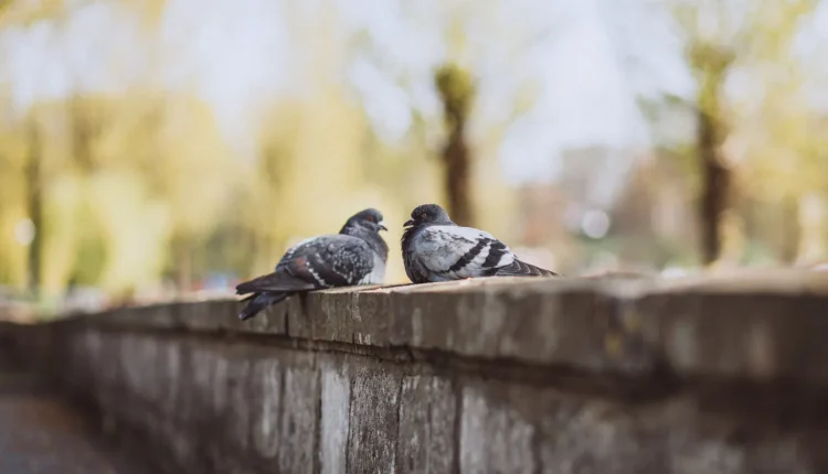 Imagem de dois pombos descansando em um muro em um dia claro, destacando-se pela proximidade e beleza natural.