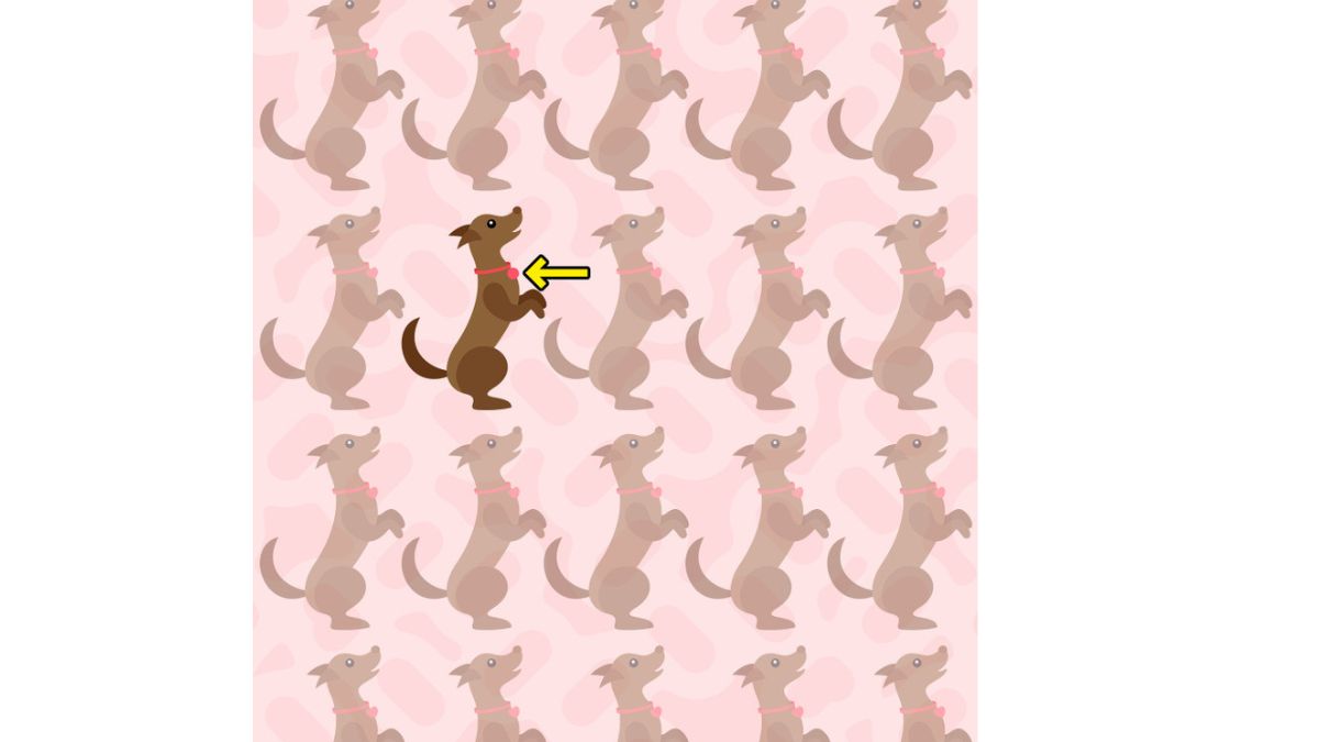 Resposta do desafio visual. Veja onde está o cão diferente na imagem. Fonte: Jagran Josh.