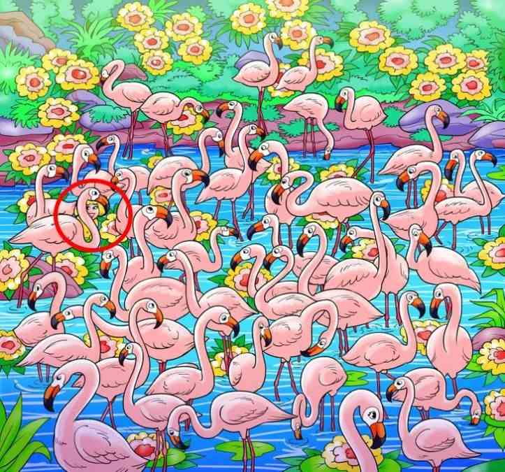 Resposta do desafio visual - veja onde está a garota entre os flamingos. Fonte: Jagran Josh.