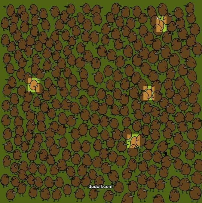 Resposta do desafio visual - Veja onde estão os 4 kiwis entre os pássaros. Fonte: Jagran Josh.