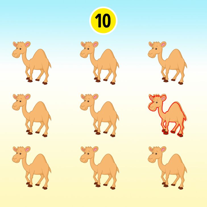Resposta do desafio visual - Veja quantos camelos tem na imagem. Fonte: Jagran Josh.