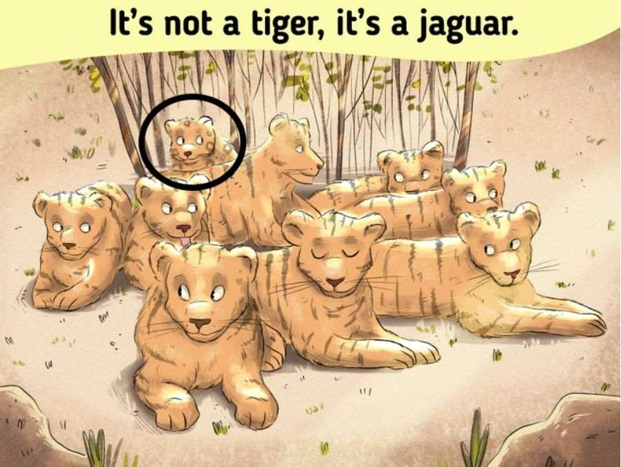 Resposta do desafio visual - veja quem é o falso tigre. Fonte: Jagran Josh.