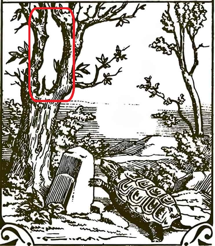 Solução do teste de QI com ilustração clássica de uma tartaruga em um cenário natural com desafio visual oculto