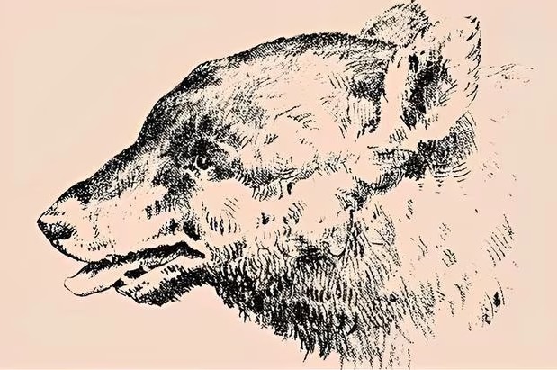 Ilustração em preto e branco de um urso com um rosto humano escondido