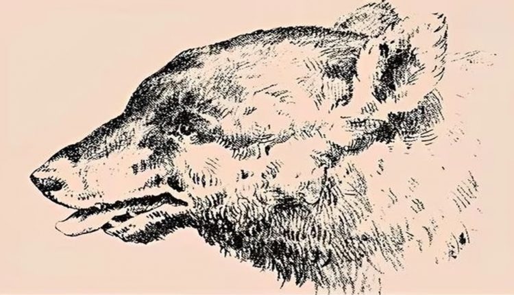 Teste de QI com uma ilustração em preto e branco de um urso com um rosto humano escondido