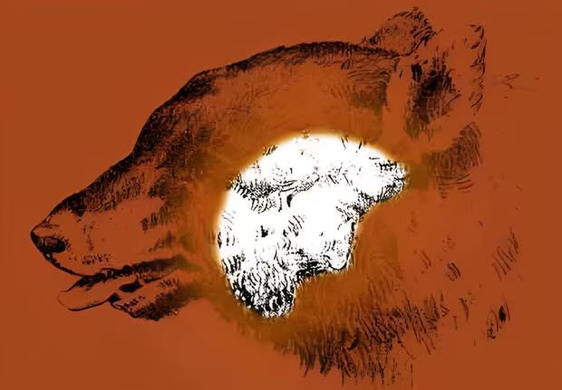 Solução do teste de QI com uma ilustração em preto e branco de um urso com um rosto humano escondido
