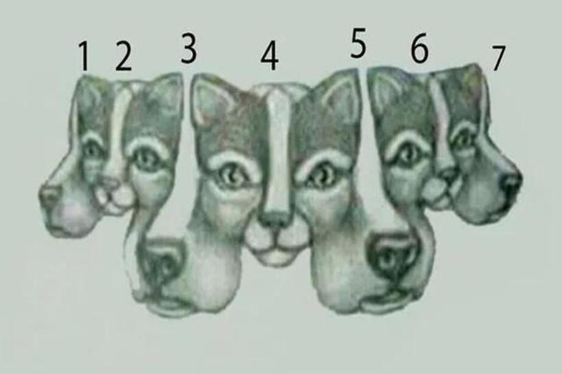 Solução do teste de QI com uma ilustração de ilusão de ótica com rostos de cães e gatos sobrepostos