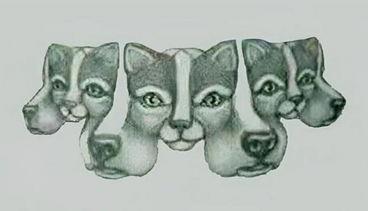 Teste de QI com uma ilustração de ilusão de ótica com rostos de cães e gatos sobrepostos