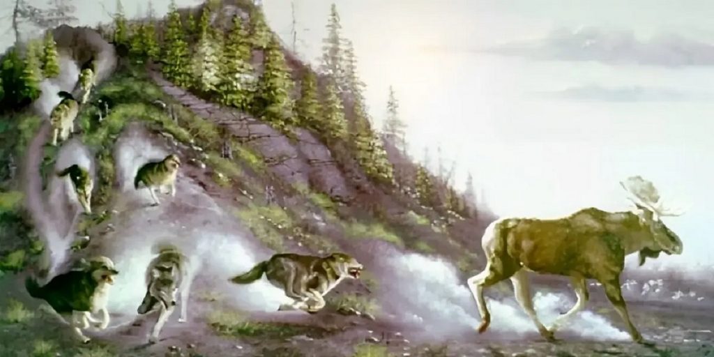Teste visual com lobos correndo por uma encosta arborizada enquanto perseguem um alce em ambiente natural.