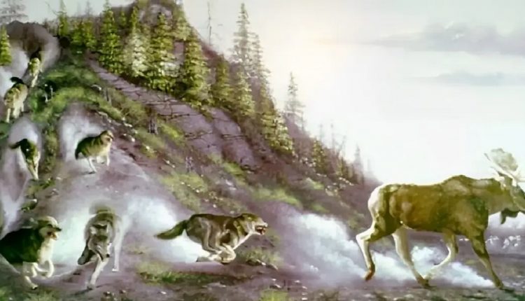 Teste visual com lobos correndo por uma encosta arborizada enquanto perseguem um alce em ambiente natural.