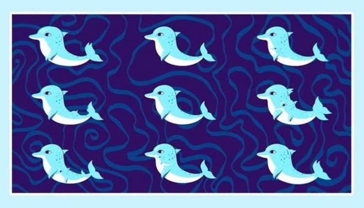 Teste visual: quantos golfinhos você consegue contar na imagem?