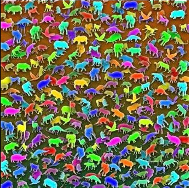 Montagem colorida de diversos animais em silhuetas vibrantes, formando um desafio visual de percepção.