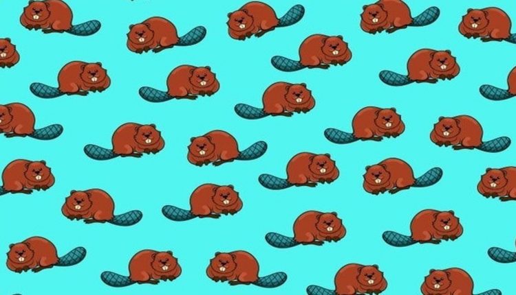 Teste visual com uma imagem ilustrada com vários castores marrons sobre fundo azul, em um desafio para encontrar o castor diferente.