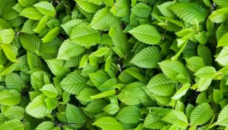 Teste visual com folhas verdes com textura destacada em um arbusto fechado