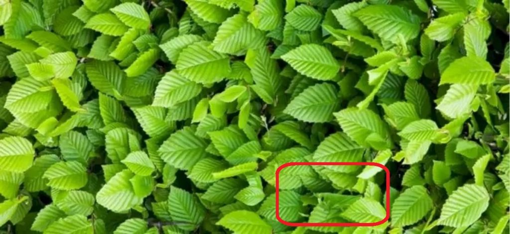 Solução do teste visual com folhas verdes com textura destacada em um arbusto fechado