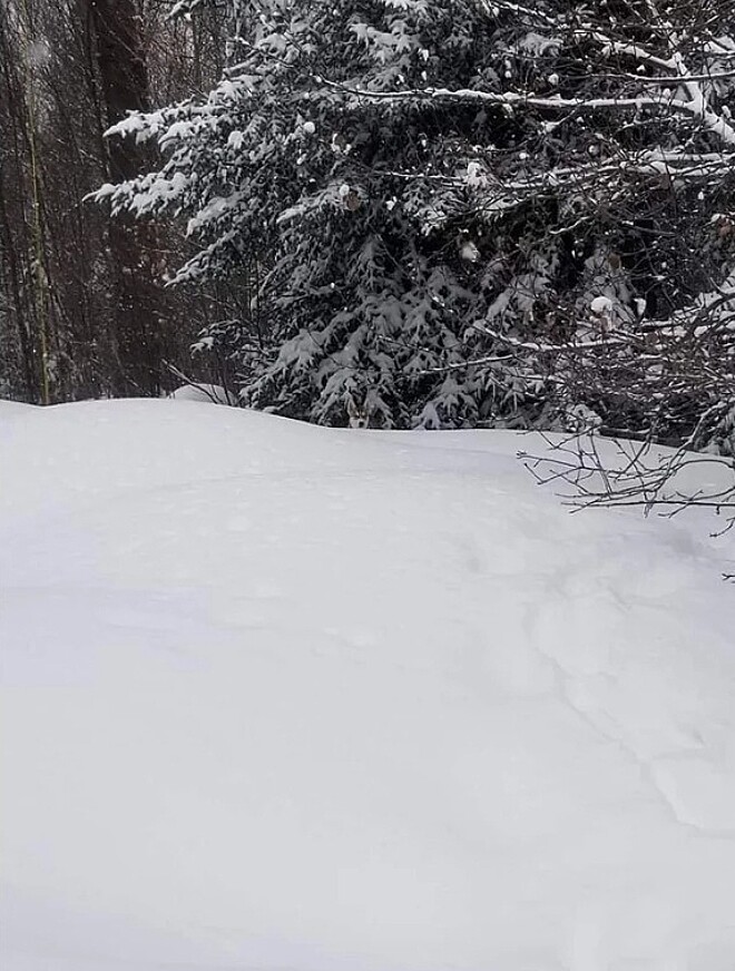 Husky camuflado na neve em uma paisagem de floresta nevada