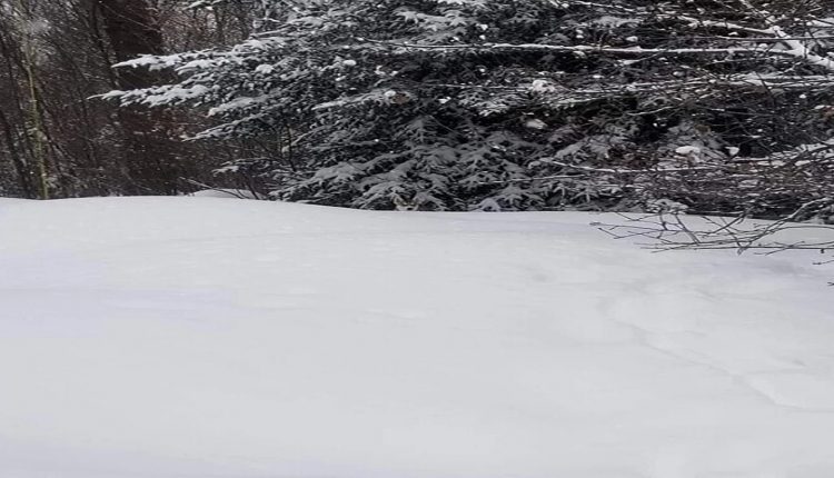 Teste visual husky camuflado na neve em uma paisagem de floresta nevada