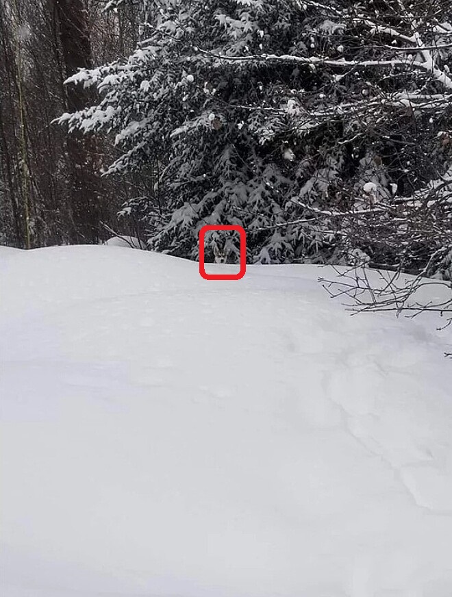 Solução do teste visual husky camuflado na neve em uma paisagem de floresta nevada