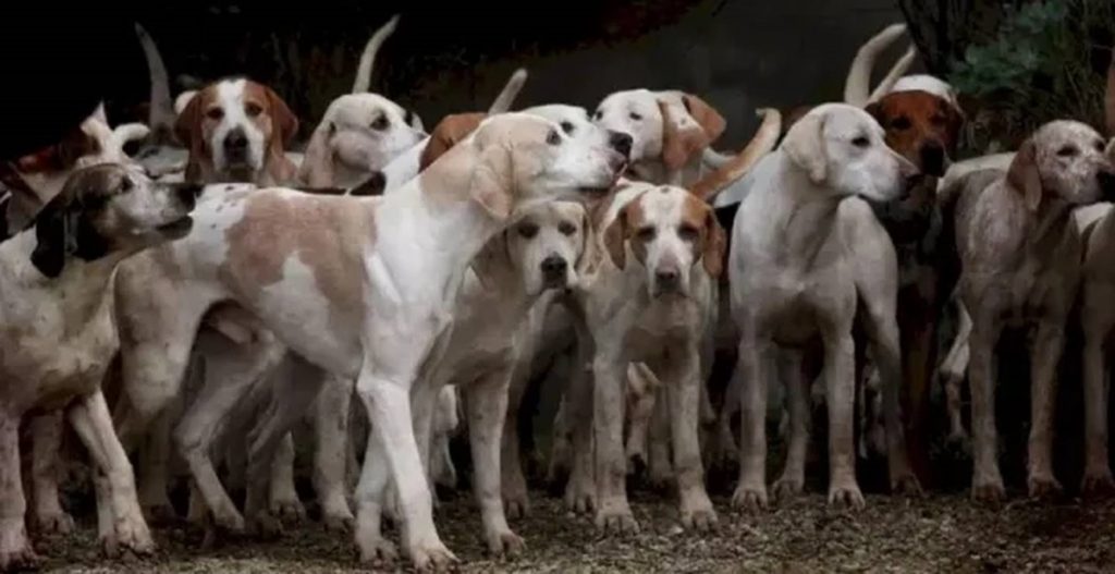 Grupo de cães de caça agrupados em uma área externa, em destaque um cão branco com manchas marrons.